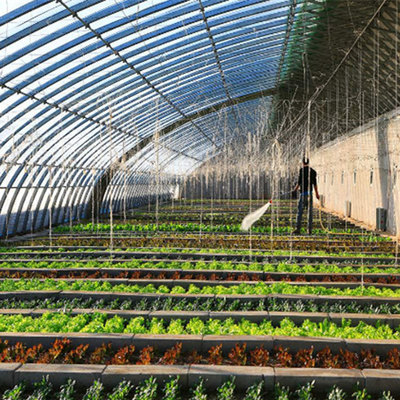 日光温室大棚设计与承建指南 从育苗到蔬菜种植的全流程解析