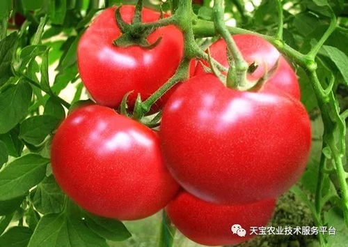 温室大棚蔬菜温度 光照 湿度的调控技术,超级实用
